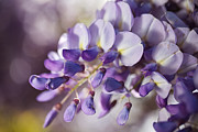 Softly Blemished Wisteria  Photograph by Joy Watson