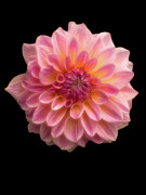 Softness 4 Photograph by Thomas Hall