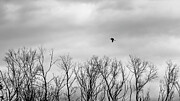 Solitary Flight - Heron Over Winter Trees Along the North Bosque River, Texas Photograph by Brigitte Blanchette Thompson Solitary Flight - Heron Over Winter Trees Along the North Bosque River, Texas Photograph by Brigitte Blanchette Thompson