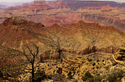 Solitary Tree - Grand Canyon's Foreground Beauty Photograph by Brigitte Blanchette Thompson Solitary Tree - Grand Canyon's Foreground Beauty Photograph by Brigitte Blanchette Thompson