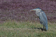 Solitude at Cranberry Bog Photograph by Amfmgirl Photography