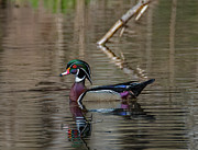 Solo Wood Duck Photograph by Brian Shoemaker