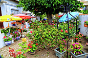 Someone's Backyard Photograph by Steve Templeton Someone's Backyard Photograph by Steve Templeton
