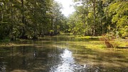 Somewhere in the Bayou Pierre Part Louisiana  Photograph by David McKinney