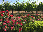 Southcoast Vines Painting by Roxy Rich