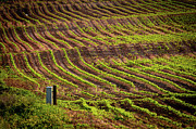 Soybean Field-Fort Motte, S C-6 Photograph by Charles Hite Soybean Field-Fort Motte, S C-6 Photograph by Charles Hite