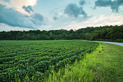 Soybean Sunset - Floyds Fork - Louisville - Kentucky Photograph by Gary Whitton