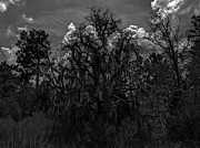 Spanish Moss - Black and White Photograph by Robert Banach