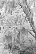 Spanish Moss in the Bayou Photograph by Jill Love