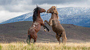 Sparring Stallions. Photograph by Paul Martin