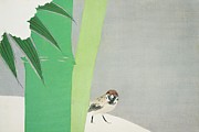 Sparrow from Momoyogusa, Flowers of a Hundred Generations Painting by Kamisaka Sekka