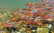 Spawning Shiners in Courtois Creek Photograph by Robert Charity