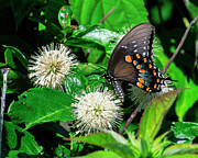 Spicebush Swallowtail DIN0386 Photograph by Gerry Gantt Spicebush Swallowtail DIN0386 Photograph by Gerry Gantt