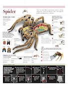 Spider Digital Art by Album