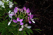 Spider Flower Photograph by Denise Harty Spider Flower Photograph by Denise Harty