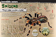 Spiders Digital Art by Album