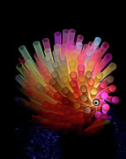 Spiked Rainbow Fish Photograph by Neil Shapiro
