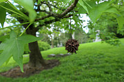 Spiky Burr Ball Hanging from the Tree Photograph by Bentley Davis Spiky Burr Ball Hanging from the Tree Photograph by Bentley Davis