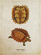 Spiny turtle Digital Art by Aged Pixel