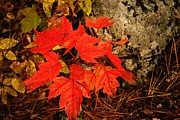 Splash of Autumn Photograph by Larry Ricker