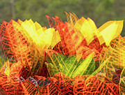 Splashy Colors Photograph by Elvira Peretsman