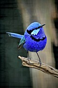 Splendid Fairy Wren Photograph by Sarah Lilja Splendid Fairy Wren Photograph by Sarah Lilja