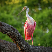 Spoonbill Sunset Photograph by Robert Miller