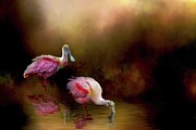 Spoonbills fishing in morning light Photograph by Jerry Dalrymple