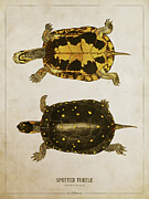 Spotted turtle Digital Art by Aged Pixel