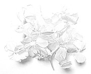 Sprig  So  Delicate Photograph by Viva Anderson