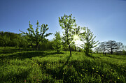 Spring Photograph by Adrian Limani