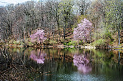 Spring at Durand Eastman Parl Photograph by Regina Muscarella Spring at Durand Eastman Parl Photograph by Regina Muscarella