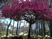 Spring Bliss Photograph by Richard Thomas