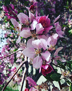 Spring Bloom Photograph by Nature Shots By Xtara Spring Bloom Photograph by Nature Shots By Xtara