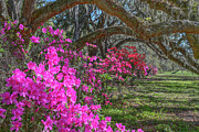 Spring Blooming in Charleston South Carolina - Magnolia Plantation Photograph by Dale Powell Spring Blooming in Charleston South Carolina - Magnolia Plantation Photograph by Dale Powell