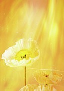 Spring Blossom Photograph by Svilenka Dankova