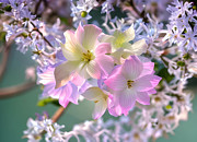 Spring Blossoms Digital Art by David Walker