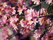 Spring Cherry Blossoms Photograph by Amy Dundon