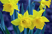 Spring Daffodils Photograph by Denise Harty