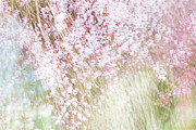 Spring Daze Photograph by Marilyn Cornwell