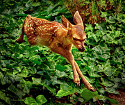 Fawn Greeting Photograph by Brian Tada