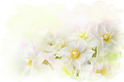 Spring Flowers Photograph by Amy Dundon