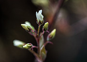 Spring Flowers Buds - White Photograph by Amelia Pearn