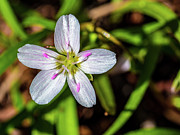 Spring Flowers Photograph by Louis Dallara