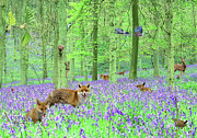 Spring Foxes in Bluebell woodland Photograph by Warren Photographic