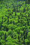  Spring Green in the Green Mountains Photograph by Raymond Salani III