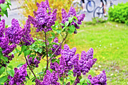 Spring has arrived Photograph by Tatiana Travelways Spring has arrived Photograph by Tatiana Travelways