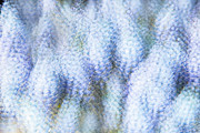 Spring Haze Photograph by Marilyn Cornwell Spring Haze Photograph by Marilyn Cornwell