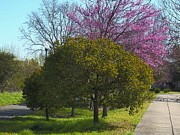Spring Hues Photograph by Richard Thomas