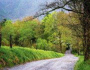 Spring in Smokies Photograph by Izet Kapetanovic Spring in Smokies Photograph by Izet Kapetanovic